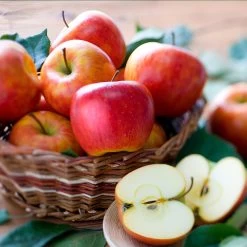 Fuji & Haralson Twisted Apple Tree -Garden-Plants Harelson