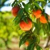 Harvester Peach Tree - USDA Organic -Garden-Plants Harvest Peach Tree FGT 600x600 61008ff3 adc5 4c69 b7f1 6dad7fb410c0