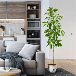 Smoothie Kit -Garden-Plants Hass Avocado 1 FGT