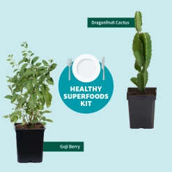 Dragon Fruit Cactus -Garden-Plants Healthy Superfoods Kit Graphic