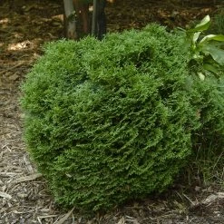 Hetz Midget Thuja Shrub -Garden-Plants Hetz Midget Thuja 1