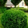 Hetz Midget Thuja Shrub -Garden-Plants Hetz Midget Thuja FGT 600x600 317e2acc 16e8 4acf b244 cf19612d4675