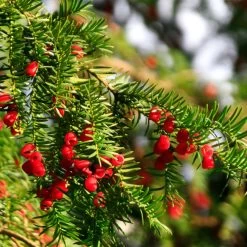 Hicks Yew Tree -Garden-Plants Hicks Yew7 FGT