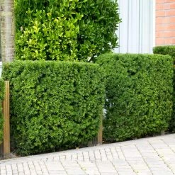 Hicks Yew Tree -Garden-Plants Hicks Yew 4 FGT