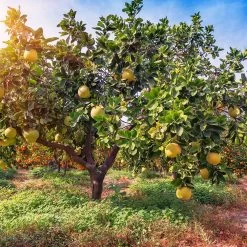 Hirado Pummelo Tree 7 Hirado Pummelo Tree -Garden-Plants Hirado Pummelo 1