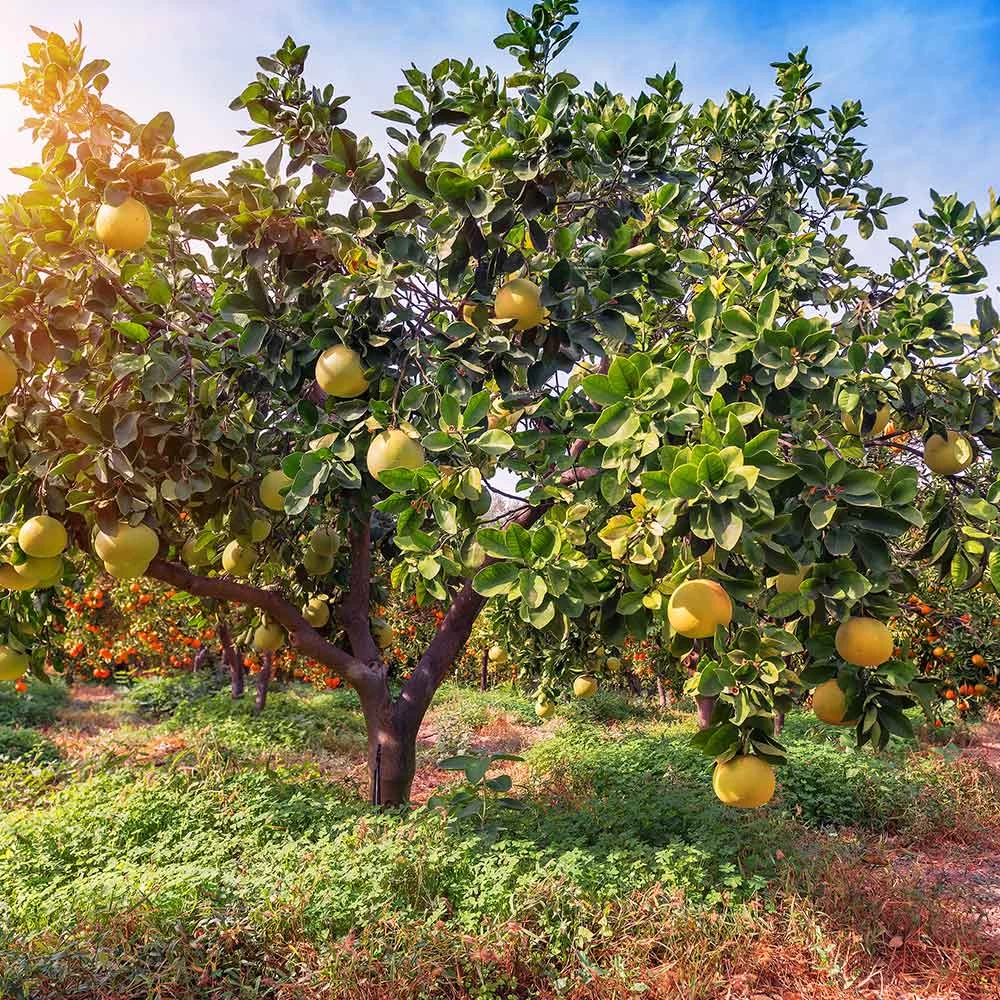 Hirado Pummelo Tree 5 Hirado Pummelo Tree - Image 3