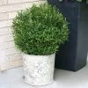 Gem Box® Holly Shrub 2 Gem Box® Holly Shrub -Garden-Plants Holly Gem Box FGT 600x600 c7245634 5435 4fd3 8af4 9df9d91e4414