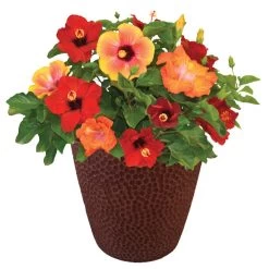Bloom Bash® Hollywood® Hibiscus -Garden-Plants Hollywood Hibiscu BLoom Bash 1