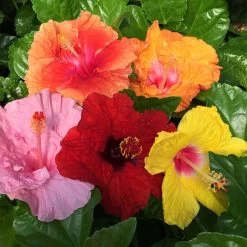 Bloom Bash® Hollywood® Hibiscus -Garden-Plants Hollywood Hibiscu BLoom Bash 2