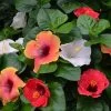 Bloom Bash® Hollywood® Hibiscus 1 Bloom Bash® Hollywood® Hibiscus -Garden-Plants Hollywood Hibiscu BLoom Bash 3