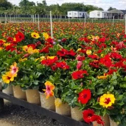 Bloom Bash® Hollywood® Hibiscus -Garden-Plants Hollywood Hibiscu BLoom Bash 4