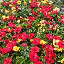 Bloom Bash® Hollywood® Hibiscus -Garden-Plants Hollywood Hibiscu BLoom Bash 5