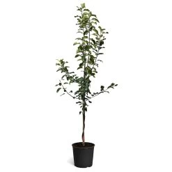 Honeycrisp™ & McIntosh Twisted Apple Tree -Garden-Plants Honeycrisp McIntosh Twisted Apple Tree