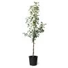 Honeycrisp™ & Sweet Sixteen Twisted Apple Tree -Garden-Plants Honeycrisp Sweet Sixteen Twisted Apple Tree 600x600 fe4854c3 d86b 4cd9 a7a3 c1f767d9103e