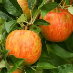 Honeycrisp™ & McIntosh Twisted Apple Tree -Garden-Plants Honeycrisp Apple 1 FGT 29d88901 4847 40f3 be78 29c8a4b6351a