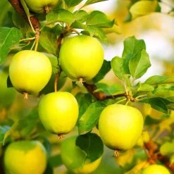 Honeygold Apple Tree -Garden-Plants Honeygold Apple 7