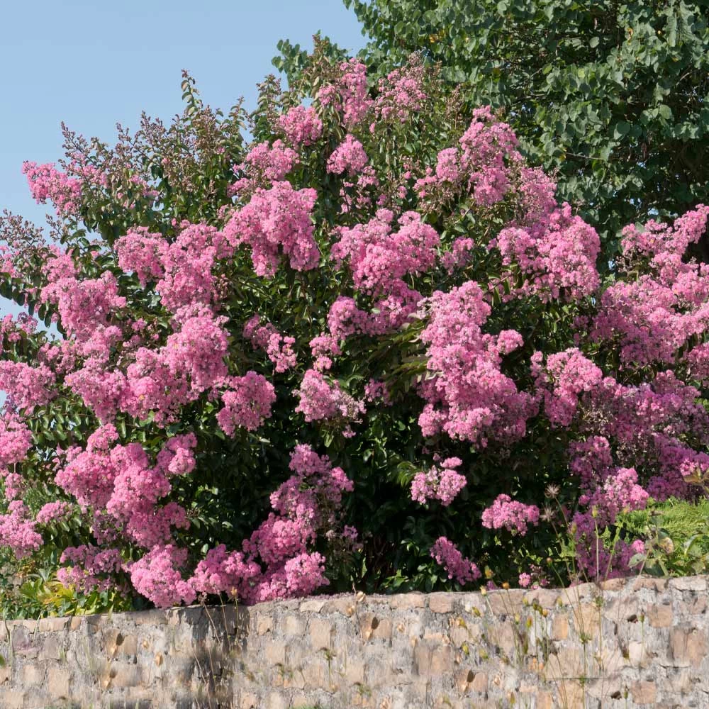Hopi Crape Myrtle 5 Hopi Crape Myrtle - Image 3