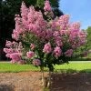 Hopi Crape Myrtle -Garden-Plants Hopi Crape Myrtle FGT 600x600 f056a88a 0534 44fb 9b52 5b38e7e51bd1