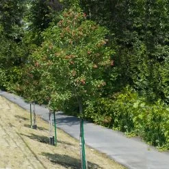 Hot Wings® Maple Tree 10 Hot Wings® Maple Tree -Garden-Plants Hot Wings Tartarian Maple 1