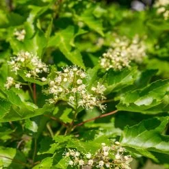 Hot Wings® Maple Tree 13 Hot Wings® Maple Tree -Garden-Plants Hot Wings Tartarian Maple 5