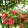 Hot Wings® Maple Tree -Garden-Plants Hot Wings Tartarian Maple FGT 600x600 3647a279 1e13 4555 9e8c 78b91c198da9