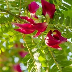 Red Hummingbird Tree (Sesbania Grandiflora) -Garden-Plants Hummingbird Tree 1 FGT