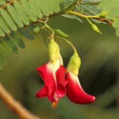Red Hummingbird Tree (Sesbania Grandiflora) -Garden-Plants Hummingbird Tree 5 FGT