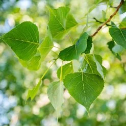 Superior Hybrid Poplar Tree -Garden-Plants Hybrid Poplar 1