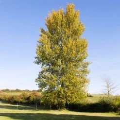Superior Hybrid Poplar Tree -Garden-Plants Hybrid Poplar 3