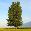 Superior Hybrid Poplar Tree -Garden-Plants Hybrid Poplar FGT 600x600 983a4ec6 0fdc 414b afee 5d483d831daa