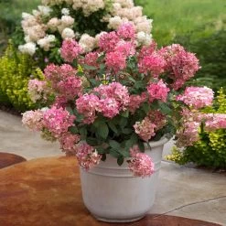 Fire Light® Hydrangea Shrub -Garden-Plants Hydrangea FIrelight 6
