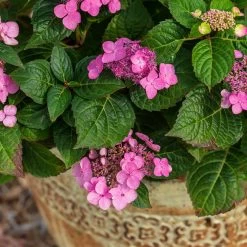Endless Summer® Pop Star® Bigleaf Hydrangea 10 Endless Summer® Pop Star® Bigleaf Hydrangea -Garden-Plants Hydrangea Pop Star 1