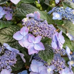 Endless Summer® Pop Star® Bigleaf Hydrangea 11 Endless Summer® Pop Star® Bigleaf Hydrangea -Garden-Plants Hydrangea Pop Star 2