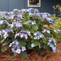 Endless Summer® Pop Star® Bigleaf Hydrangea 9 Endless Summer® Pop Star® Bigleaf Hydrangea -Garden-Plants Hydrangea Pop Star 4 FGT