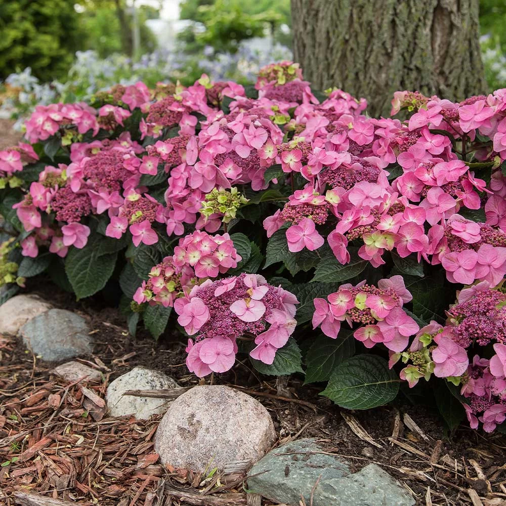 Endless Summer® Pop Star® Bigleaf Hydrangea 4 Endless Summer® Pop Star® Bigleaf Hydrangea - Image 2