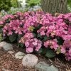 Endless Summer® Pop Star® Bigleaf Hydrangea -Garden-Plants Hydrangea Pop Star FGT 600x600 0c83e550 fcaf 4086 b2ff 076f1346bce2