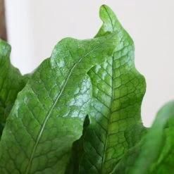Crocodile Fern -Garden-Plants IMG 4986 altered