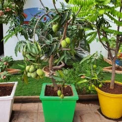 Ice Cream Mango Tree -Garden-Plants Ice Cream Mango 1