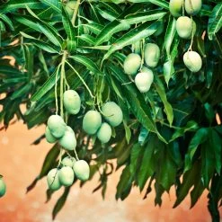 Ice Cream Mango Tree -Garden-Plants Ice Cream Mango 5