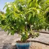 Ice Cream Mango Tree -Garden-Plants Ice Cream Mango 600x600 904c37b8 aaac 40e9 b82b 49fb1d59da83