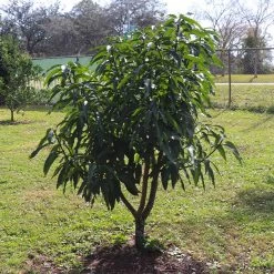 Ice Cream Mango Tree -Garden-Plants Ice Cream Mango 7