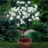 Iceberg Rose Tree -Garden-Plants Iceberg Roses 600x600 e75374dc 3f81 4fe6 acda e6186e7eadfc