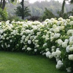 Incrediball® Hydrangea Shrub -Garden-Plants Incrediball Hydrangea 1 FGT