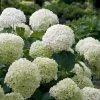 Incrediball® Hydrangea Shrub 2 Incrediball® Hydrangea Shrub -Garden-Plants Incrediball Hydrangea FGT 600x600 db11fa34 d7f4 42e8 b522 b771f9dfae02