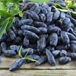 Indigo Gem Haskap (Honeyberry) 8 Indigo Gem Haskap (Honeyberry) -Garden-Plants Indigo GEm Haskap 2