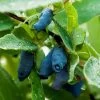 Indigo Gem Haskap (Honeyberry) 1 Indigo Gem Haskap (Honeyberry) -Garden-Plants Indigo GEm Haskap 600x600 b2f232b9 e3e1 493f 8d14 d84faacd7d64