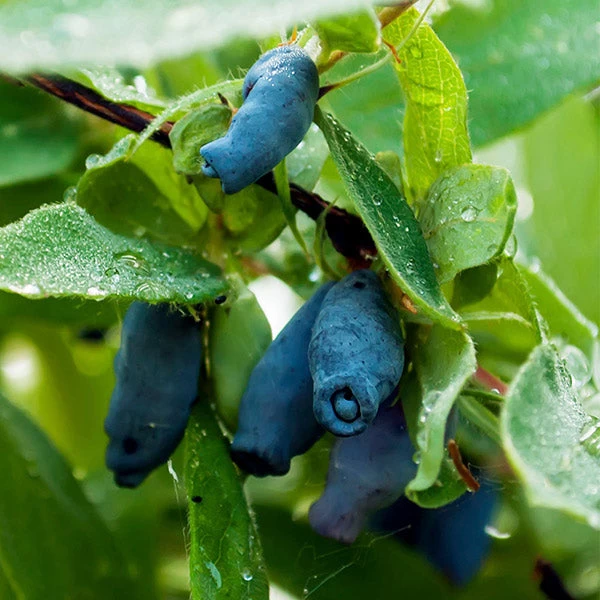 Indigo Gem Haskap (Honeyberry) 3 Indigo Gem Haskap (Honeyberry)