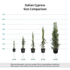 Italian Cypress -Garden-Plants Italian Cypress Size Comparison ugc test