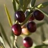 Italian Olive Tree -Garden-Plants Italian Olive Tree 350W