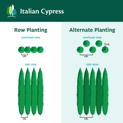Italian Cypress -Garden-Plants ItalianCypress